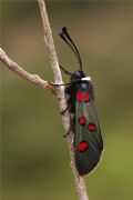 Zygaena lavandulae